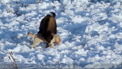 6 BEST MOMENTS TEAMWORK WOLVES HUNTING PREY