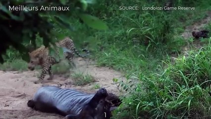 6 BEST MOMENTS UNDERWATER AMBUSH WILDEBEEST FROM CROCODILE
