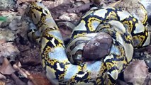 5 CRAZY TIMES PYTHON INJURED BY LEOPARD, CROCODILE AND HONEY BADGER