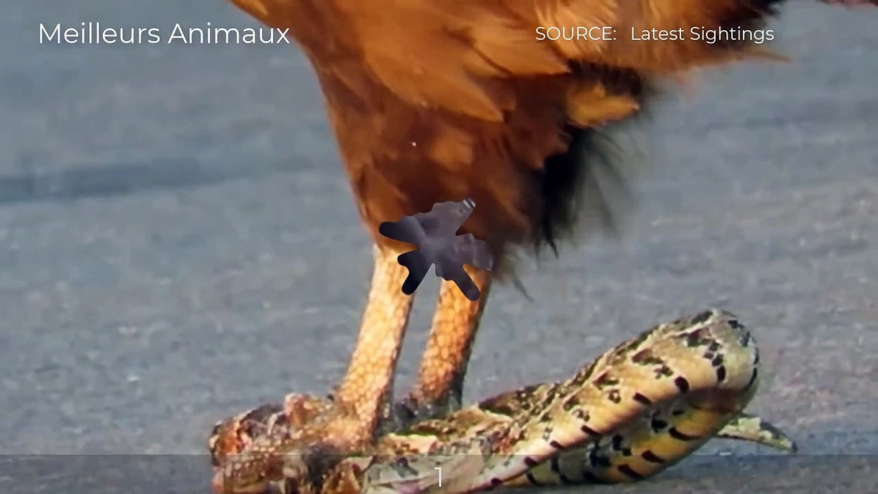 5 AMAZING MOMENTS EAGLE DON'T FEAR THE DANGER TO HUNTING PREY FOR THEIR BABY