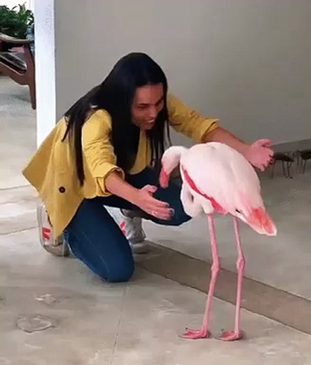 A Woman Playing with a Charming Flamingo