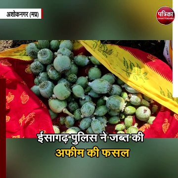 सरसों के खेत में हो रही थी अफीम की खेती