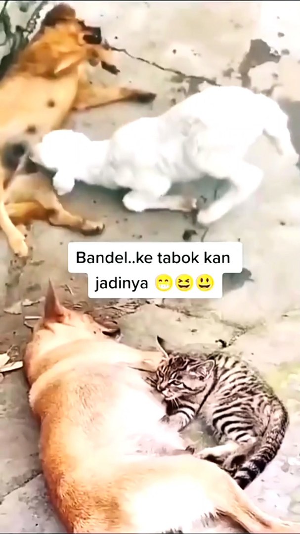 Funny Animal's Moments|Funny  Moments #Animalsvideo#Funnyanimals