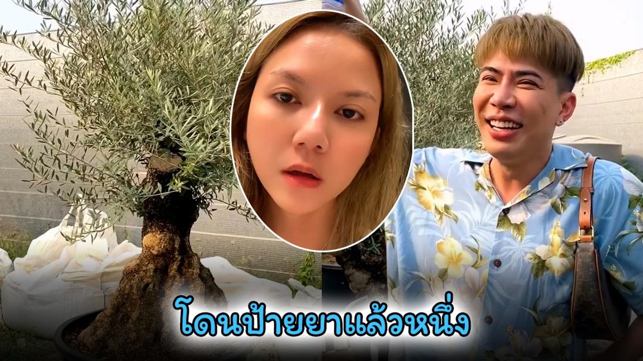 จ๊ะ นงผณี ปลื้มปริ่ม ต้นมะกอกโอลีฟ 2 แสน ป้ายยา...