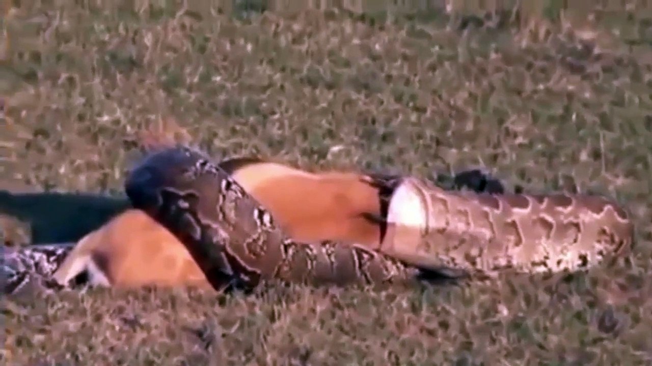 رهيييييييييييييييييب - افعى ضخمه تبتلع غزال بالكامل
