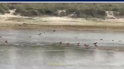 पश्चिमी चंपारण: प्रवासी पक्षियों से गुलजार हुआ वीटीआर, देखिए खबर