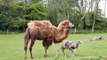Manor House - Witness the Birth of a Baby Camel at MHWP, Tenby, Pembrokeshire, Wales!