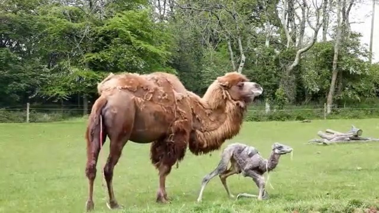 Manor House - Witness the Birth of a Baby Camel at MHWP, Tenby ...