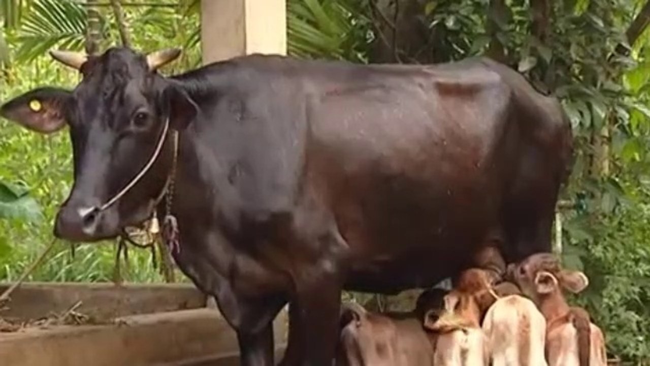Witness the Birth of 5 Calves!