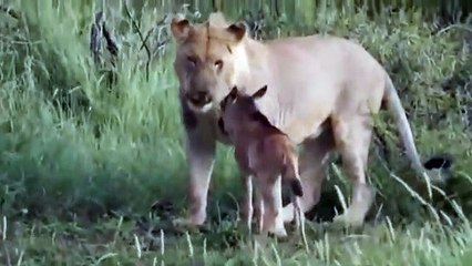 Lion Saves Small Animal from Attack in Amazing Animal Encounter!