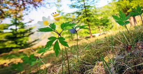 Ask the StoryBots S03 E07