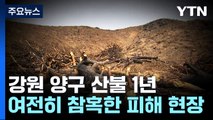 산불 발생 1년, 참혹한 피해 현장...대형 산불 '경계경보' / YTN