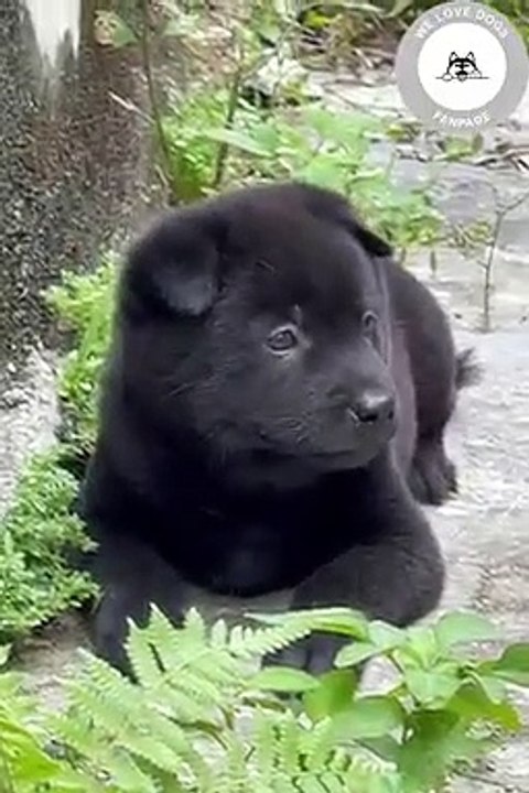 Perro jugando con el pollo
