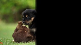 Cute Puppies Video Cute Dog videos cute animal video compilation