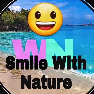 Cute cat Kitten Funny Musical video _ Little kittens Playing & meowing _ Best Funny Cats Video _