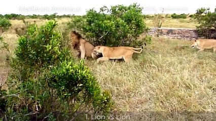 TOP 5 MOMENTS WILD ANIMALS FIGHT FOR FEMALE AND TERRITORY