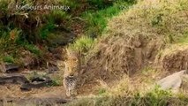 5 AMAZING ANIMALS MOMENTS #11   Lucky Animals and Calf Escape from Predators