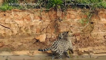 5 AMAZING ANIMALS MOMENTS #9   Lion, Jaguar Vs Preys In Water