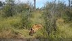 5 AMAZING ANIMALS MOMENTS #8   Lion, Leopard VS Baby Preys