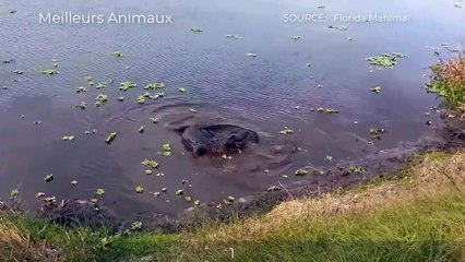 5 AMAZING ANIMALS MOMENTS #6   Best Moment Hyenas VS Wildebeest