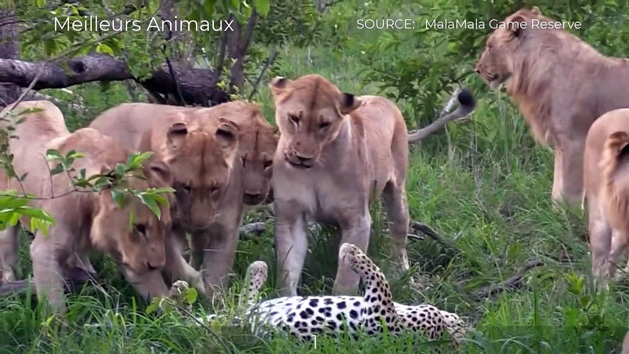 5 AMAZING ANIMALS MOMENTS #2   Lion, Leopard, Cheetah, Puma, Snow Leopard