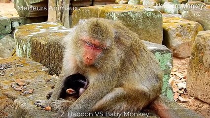 16 Brutal Minutes Of Baboon Hunt, Steal, Eat Baby Preys Alive