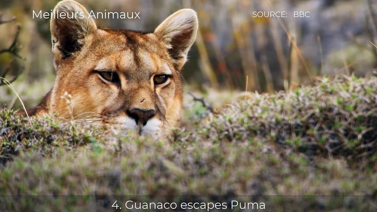 7 Lucky Animals Escaping Big Cat's Attack
