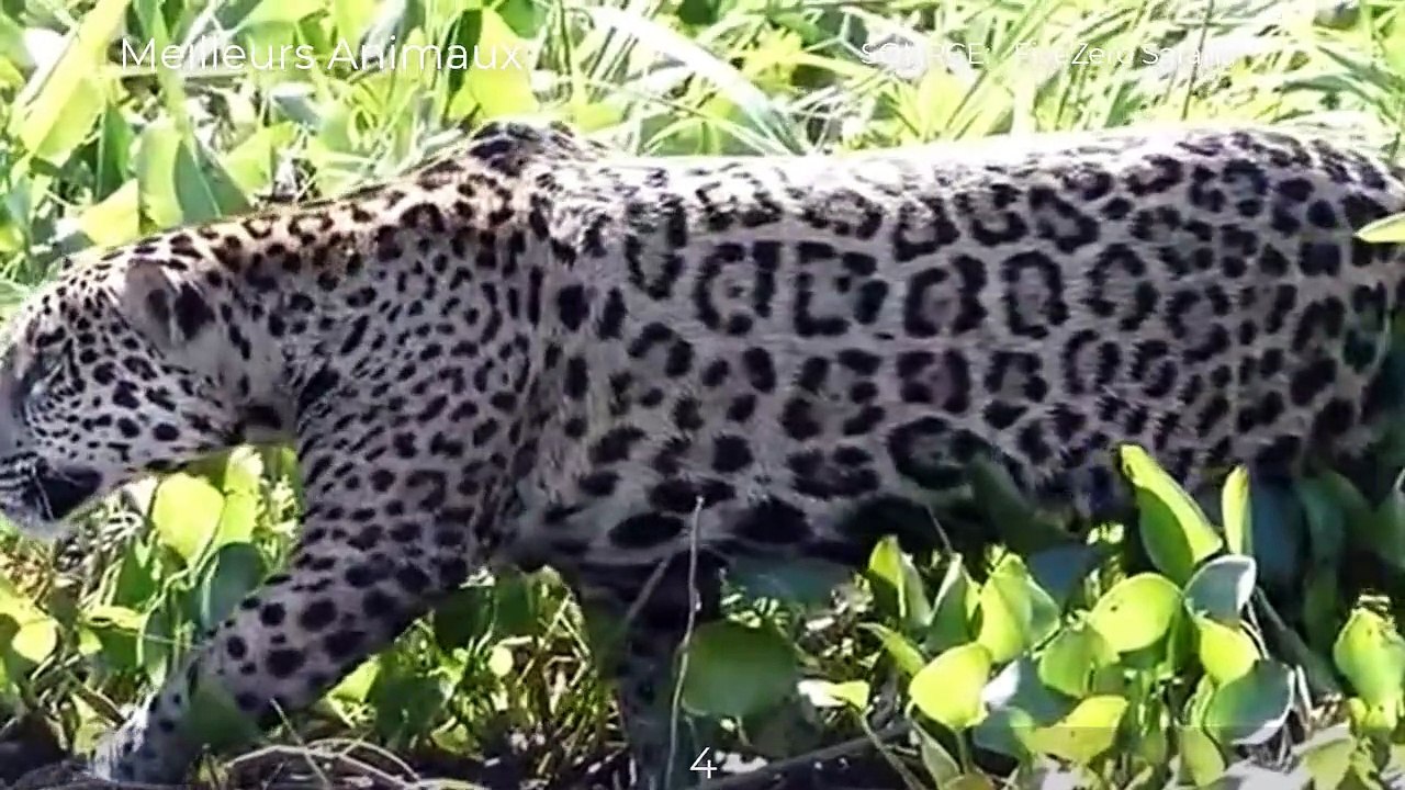 16 Minutes Of Hungry Jaguar Hunting Caiman for...