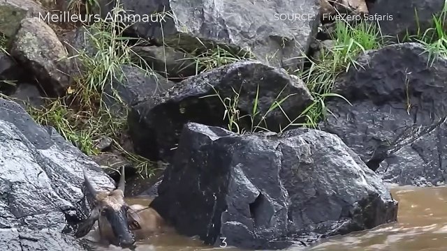 16 Merciless Minutes Nile Crocodile Eating Wildebeest Alive