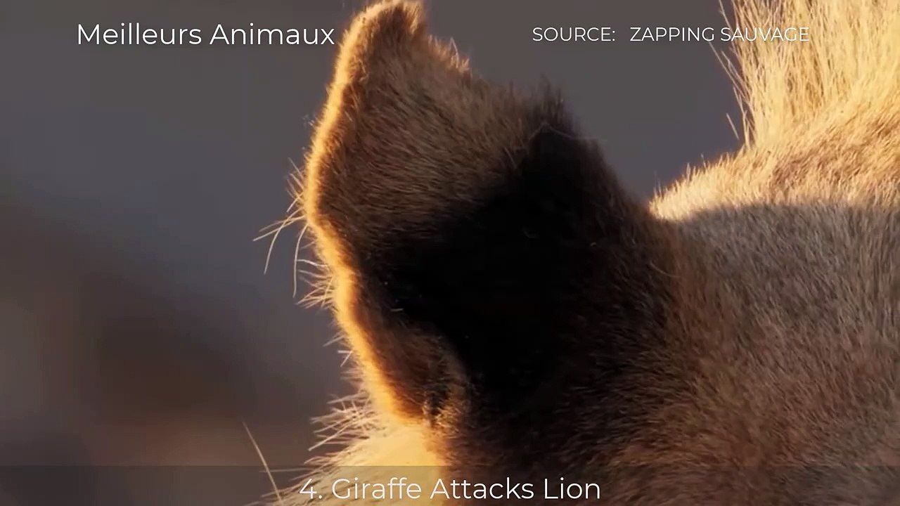 14 Crazy Minutes Wild Animals Can Defeat Lion