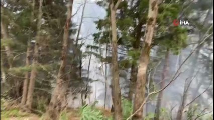 Trabzon'da ormanlık alanda örtü yangını