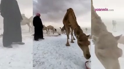 Suudi Arabistan'da dolu yağdı! Develer olumsuz etkilendi