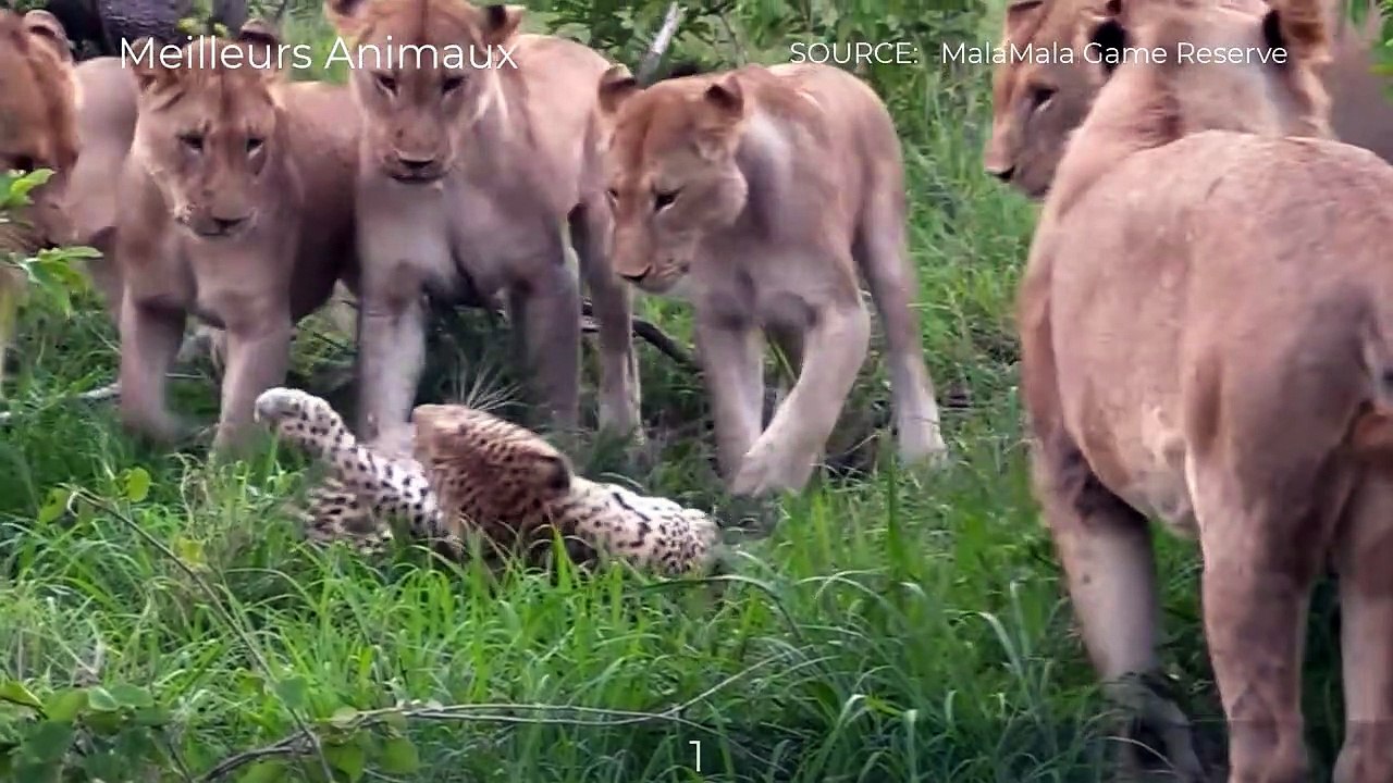 8 Crazy Moments Lions Fight, Kill Leopard, Cheetah