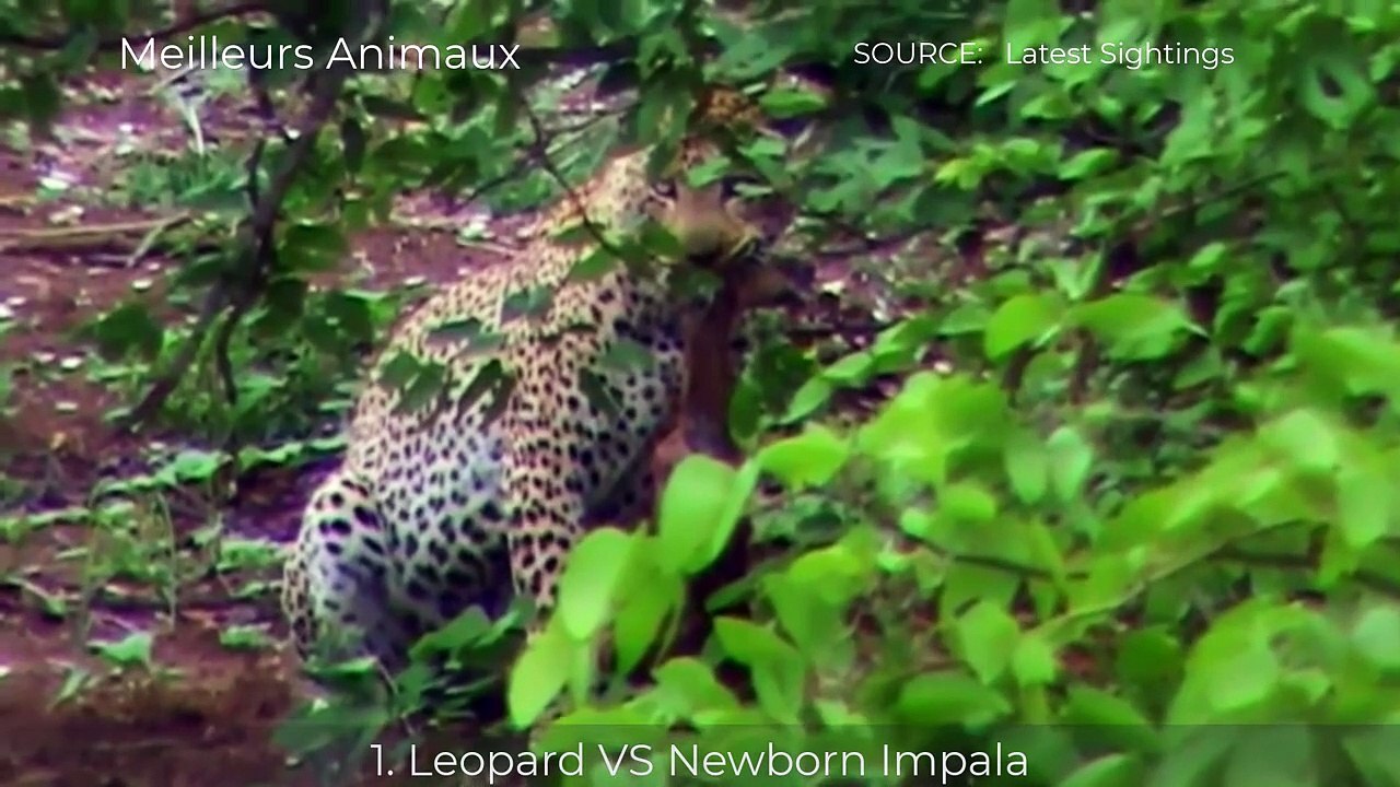 7 Brutal Hunting, Eat Newborn Preys Of Leopard