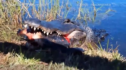 TOP CROCODILE, ALLIGATOR EATING TURTLE MOMENTS