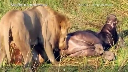 6 Moments Male Lion Attacks Male Lion For Food And Territory