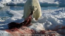 TOP 8 Moments Polar Bear Hunting, Kill, Eat Seal, Walrus Alive