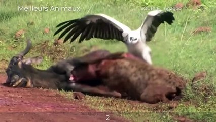 7 Brutal Hunting And Eat Wildebeest Moments Of Hyenas