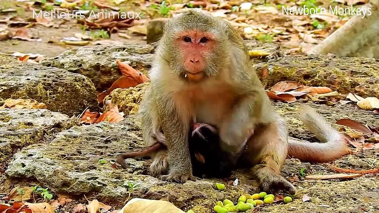 TOP BIG CAT KILL OTHER BIG CAT MOMENTS