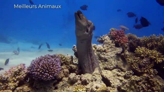POLAR BEARS HUNTING AND FEEDING TIMES