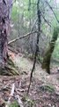 Brave dogs fearlessly chase big bear up a tree