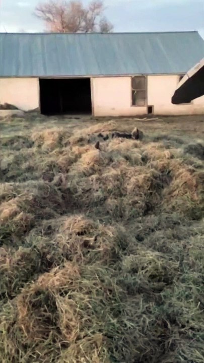 Adorable pigs cozy up under piles of hay to stay warm