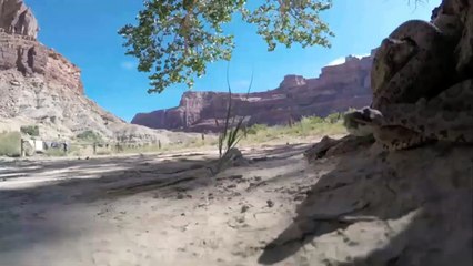 野生のスネーク対キツネのビッグバトル-エピックバトルコンピレーション