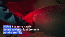 A La Réunion, sixième ponte de la tortue verte reproductrice Emma, malgré une blessure
