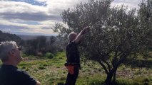 Montfrin : initiation à la taille de l'olivier avec Alain Selme