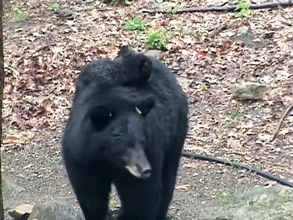 Cub Rides Piggyback on Mama Bear