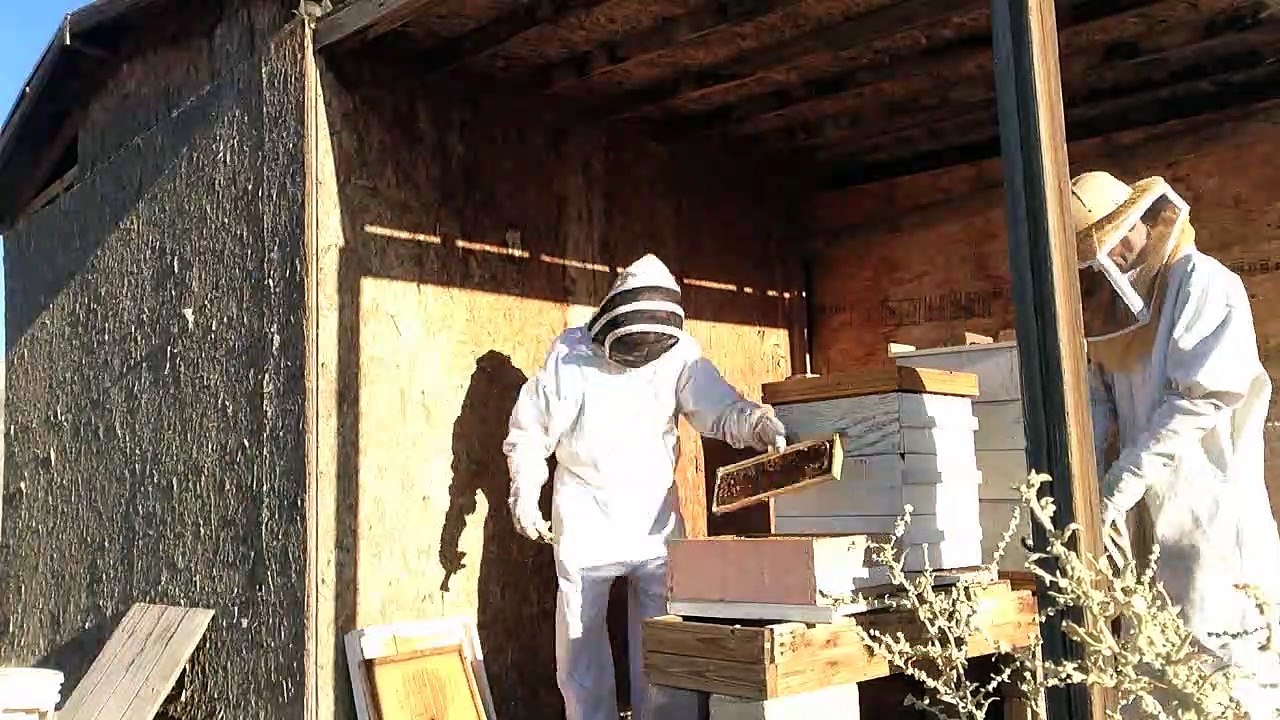 Bee Men