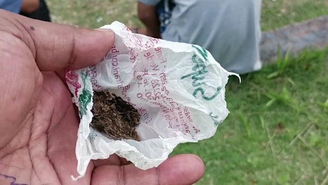 Indivíduos em posse de maconha são encaminhados à 15ª SDP