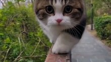 Funny cat videos | cute cats | Try not to laugh | Cat videos Compilation 2023