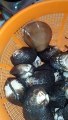 marisco fresco ostion almeja chocolata pata de mula todo recien pescado de el mar de acaponeta tepic nayarit